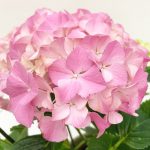Rózsaszín cserepes hortenzia mázas kaspóban