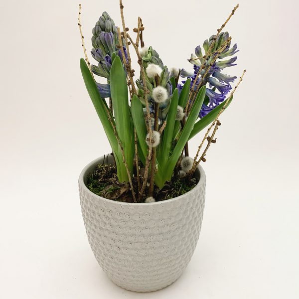 Hyacinth plants in pretty ceramic pot - various colors